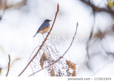 The blue bird of happiness, the cute Blue-and-White Flycatcher (Flycatcher family). At Koishikawa Botanical Garden, Bunkyo-ku, Tokyo, Japan. 2024 New The blue bird of happiness, the cute Blue-and-White Flycatcher (Flycatcher family). At Koishikawa Botanical Garden, Bunkyo-ku, Tokyo, Japan. 2024 New 115022924