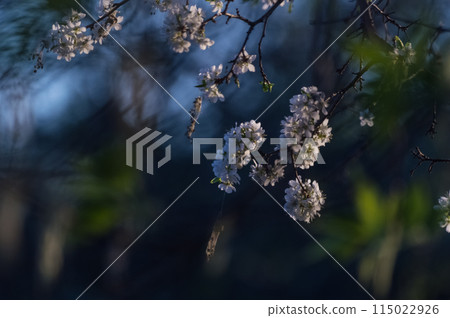 Plum blossom in spring on a dark blue background with bokeh 115022926