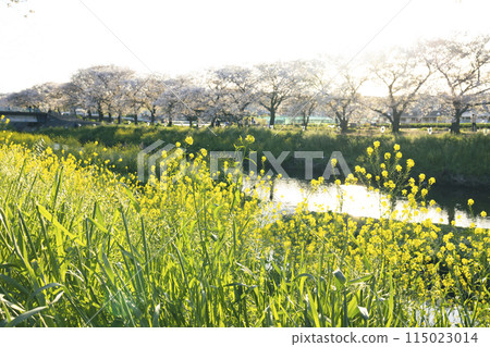 Rape blossoms and cherry trees blooming along the river 115023014