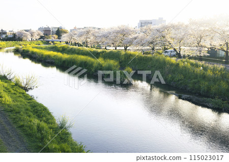 Rape blossoms and cherry trees blooming along the river Rape blossoms and cherry trees blooming along the river 115023017
