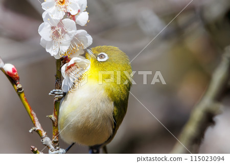 Plum blossoms and a cute Japanese white-eye (family: Metoptera). Flowers, birds, wind and moon. Koishikawa Botanical Garden, Bunkyo-ku, Tokyo, Japan. 2024 115023094