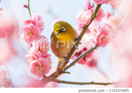 梅花和可愛的繡眼鳥(繡眼鳥家族)。 花、鳥、風、月。 位於日本東京文京區小石川植物園。 2024年 梅花和可愛的繡眼鳥(繡眼鳥家族)。 花、鳥、風、月。 位於日本東京文京區小石川植物園。 2024年 115023095