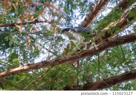 A beautiful goshawk (Accipitridae) on guard at Koishikawa Botanical Garden, Bunkyo-ku, Tokyo, Japan. Photographed in the New Year of 2024. 115023127