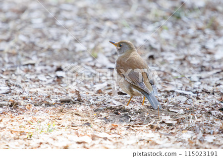 一隻可愛的白腹鶲（鶲）正在尋找食物。  位於日本東京文京區小石川植物園。拍攝於2024年新年。 115023191