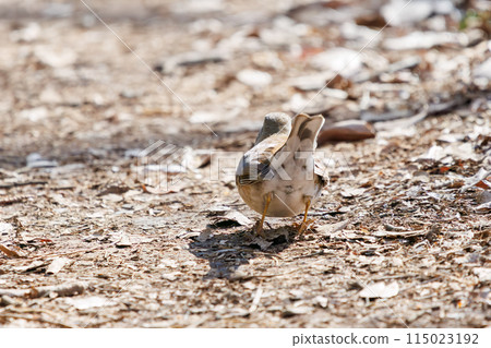 一隻可愛的白腹鶲（鶲）正在尋找食物。  位於日本東京文京區小石川植物園。拍攝於2024年新年。 115023192