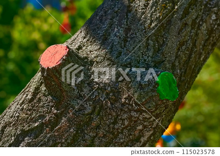 Tree care. Section of a tree branch covered with paint for preservation Tree care. Section of a tree branch covered with paint for preservation 115023578