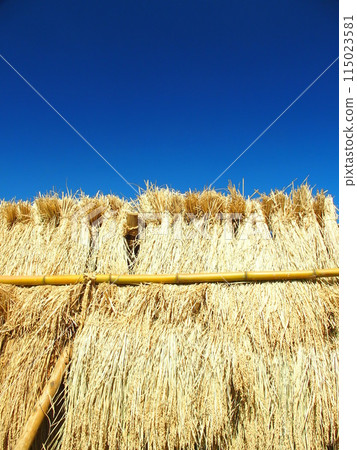 Autumnal countryside scenery with dried rice 115023581