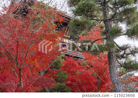 紅葉覆蓋的黑谷玄海光明寺山門 紅葉覆蓋的黑谷玄海光明寺山門 115023608