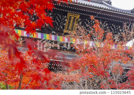 紅葉覆蓋的黑谷玄海光明寺山門 115023645