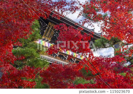 紅葉覆蓋的黑谷玄海光明寺山門 115023670