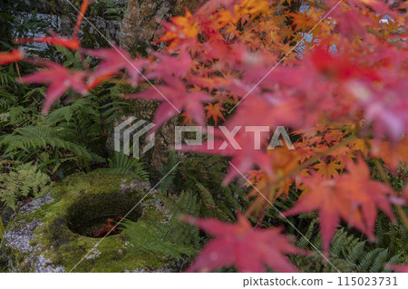 Kurodani Konkai Komyoji Temple - Hanamune-an Tsukubai surrounded by autumn leaves Kurodani Konkai Komyoji Temple - Hanamune-an Tsukubai surrounded by autumn leaves 115023731
