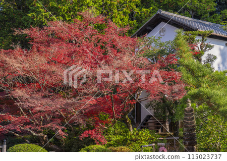 黑谷玄海 光明寺 紫雲庭園,秋葉環繞 黑谷玄海 光明寺 紫雲庭園,秋葉環繞 115023737