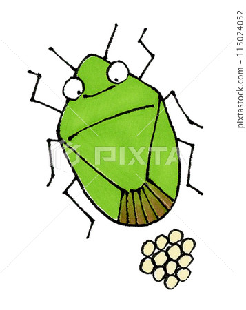 Stink bugs laying eggs Stink bugs laying eggs 115024052