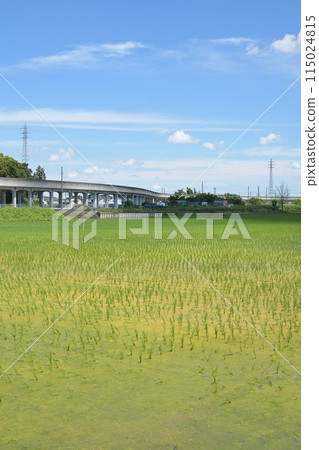 雨季即將來臨,田園風光,秧苗發芽 雨季即將來臨,田園風光,秧苗發芽 115024815