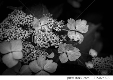 Hydrangeas blooming ~rainy season~ Hydrangeas blooming ~rainy season~ 115024890