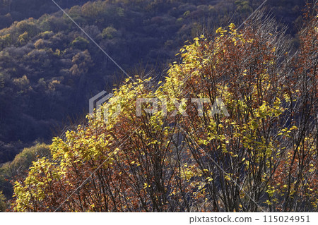 山脈和落葉樹的黃葉 山脈和落葉樹的黃葉 115024951