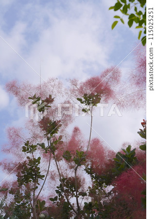 濱名湖花園公園花壇 2024 年 5 月 115025251