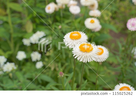 濱名湖花園公園花壇 2024 年 5 月 115025262