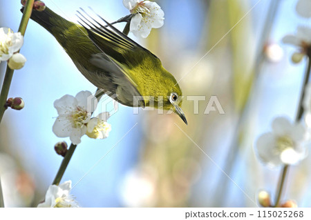 White-eye on a white plum blossom in full bloom (spring image) (heartwarming image) White-eye on a white plum blossom in full bloom (spring image) (heartwarming image) 115025268