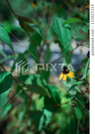 黃花 黃花 115025314