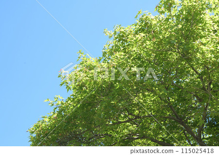 Fresh greenery shining against the blue sky 115025418