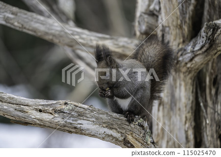 Ezoris eating walnuts on a tree Ezoris eating walnuts on a tree 115025470