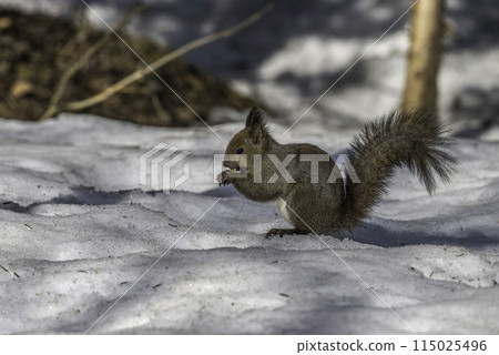 松鼠在殘雪上吃核桃 松鼠在殘雪上吃核桃 115025496