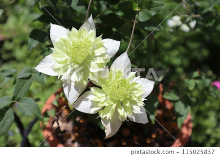 White flowers of a potted clematis White flowers of a potted clematis 115025837