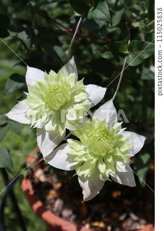 White flowers of a potted clematis White flowers of a potted clematis 115025838