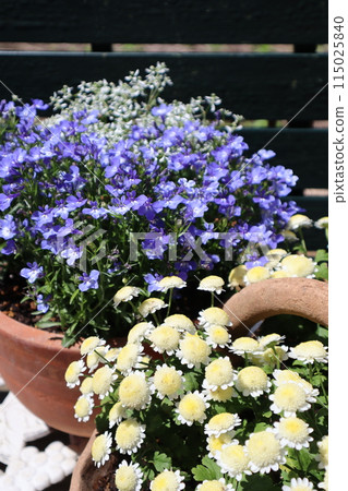 Pot of Lobelia and Matricaria 115025840
