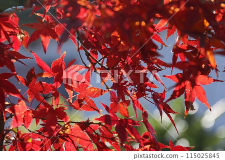 鮮紅的秋葉 115025845
