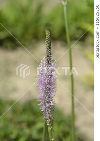 Hoary plantain Hoary plantain 115025850