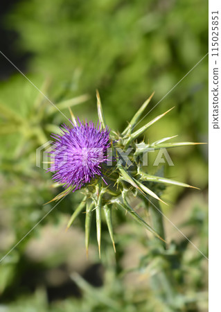 Milk thistle Milk thistle 115025851