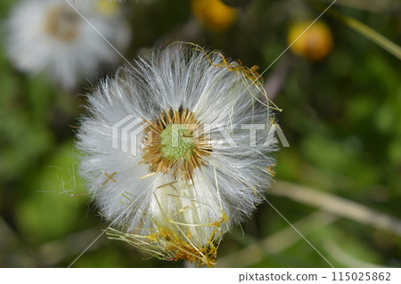 Coltsfoot Coltsfoot 115025862