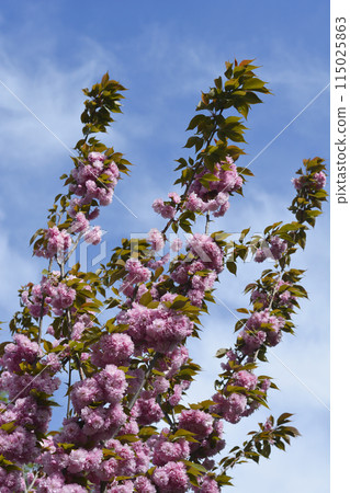 Japanese flowering cherry Kanzan Japanese flowering cherry Kanzan 115025863