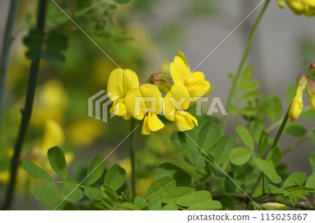 Vetch-like coronilla Vetch-like coronilla 115025867