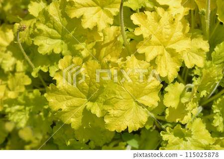 Coral Bells Electric Lime Coral Bells Electric Lime 115025878