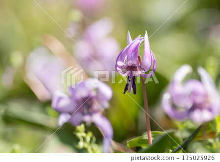 Flower in full bloom 115025926