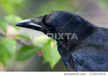 Crow's face Crow's face 115025934