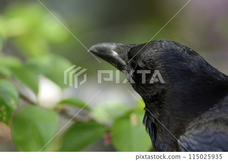 烏鴉的臉 115025935