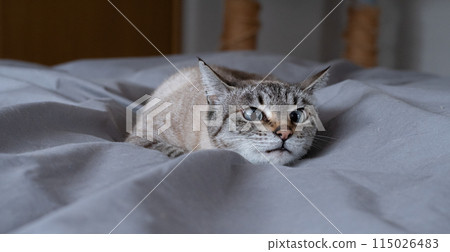A cat staring at you 115026483