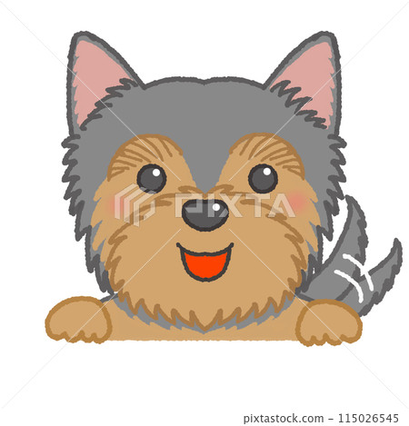 Yorkshire terrier with a happy smile Yorkshire terrier with a happy smile 115026545