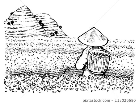Tea Picker on Plantation Vector outline illustration. One female worker back turned, collecting leaves in a triangular Asian straw hat. Woman and man farmer. Black line art sketch drawing Tea Picker on Plantation Vector outline illustration. One female worker back turned, collecting leaves in a triangular Asian straw hat. Woman and man farmer. Black line art sketch drawing 115026680