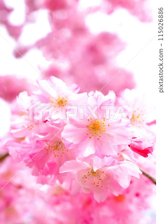 Close-up of weeping cherry blossoms, weeping cherry blossoms, weeping cherry blossoms, close-up of weeping cherry blossoms, cherry blossom frame Close-up of weeping cherry blossoms, weeping cherry blossoms, weeping cherry blossoms, close-up of weeping cherry blossoms, cherry blossom frame 115026886