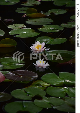 白睡蓮 115027401