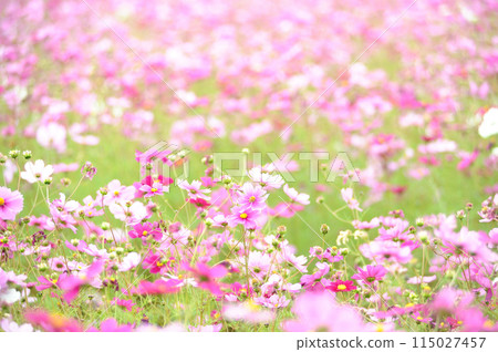 I saw a cosmos field someday 115027457