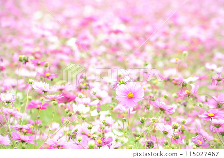 I saw a cosmos field someday 115027467