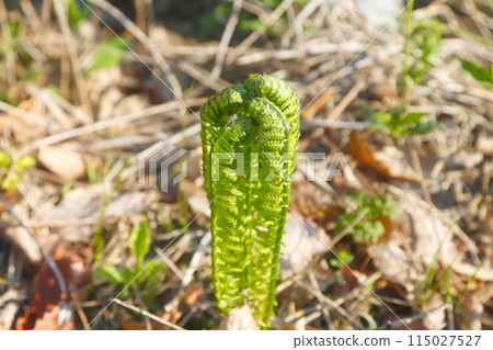 野菜預示著春天的到來 野菜預示著春天的到來 115027527