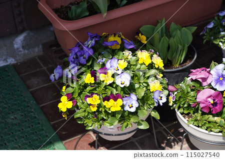 Pansy planting 03 Pansy planting 03 115027540