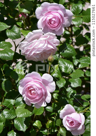 Pale purple roses Jindai Botanical Gardens Spring Rose Festival Pale purple roses Jindai Botanical Gardens Spring Rose Festival 115027661